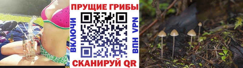 блэк спрут ССЫЛКА  Заречный  Галлюциногенные грибы Cubensis 